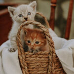 Наталия Степанова