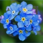 Ана Газзаева