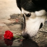 Георгий Андреевич