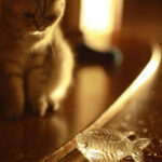 Nightcat