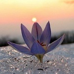 Евгения веселова