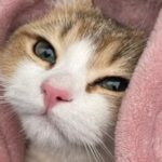 Карина Сапсай