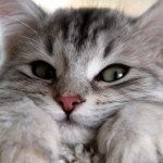 Zimka