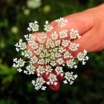 Дарья Харькова