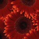 Лиана Ильдаровна