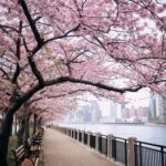 Гуля Сафарова