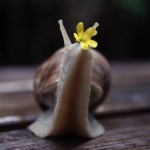 Инкогнито 3535