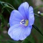 Екатерина Род