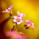 Ольга Поспелова