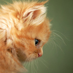 Татьяна Елфимова