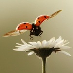 Ирина Ларина