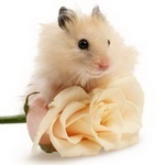 Света Ляпина