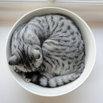 Татьяна Алешина