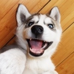 Богданов Владислав