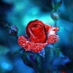 Екатерина Басова