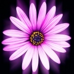 Ольга Коробова