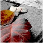 Александра Мусницкая