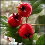 Милена Аяпова