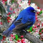 Наталья Делий