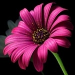 Татьяна Ливерко