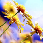 Катерина С.