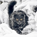 Евгения Каримова