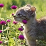 Анна Тугаринова