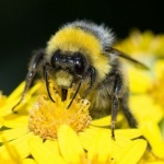 Татьяна Носак