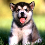 Елизавета Шемякина