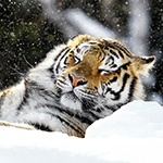 Городской житель