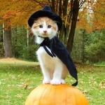 Продавец-консультант