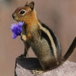 Продавец-консультант