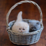 Кошка Сибирская