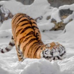 Антон Ковалёв