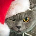 Александр Теперенко