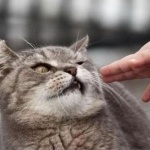 Михаил Бутченко