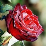 Елена Сермягина