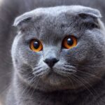 Garvish