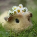 Жанна Панова