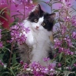 Елена Ремизома